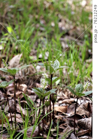 花言葉は「隠された美」・ヒトリシズカ 76212249