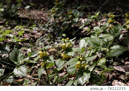 踊り子が並んでいるように花が咲くツルオドリコソウ 76212255