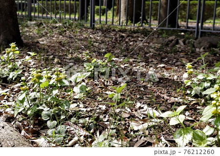 踊り子が並んでいるように花が咲くツルオドリコソウ 踊り子が並んでいるように花が咲くツルオドリコソウ 76212260