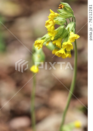 頭を垂れた蕾が可憐・キバナノクリンザクラ 76212281