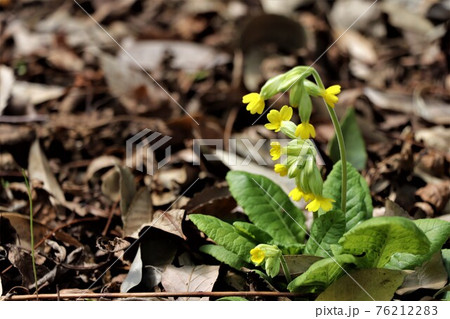 頭を垂れた蕾が可憐・キバナノクリンザクラ 76212283