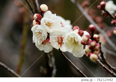早春の木の花：梅の花：八重咲：白梅：梅林：山田池公園  76212492
