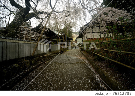 桜堂薬師 しだれ桜 桜堂薬師 しだれ桜 76212785