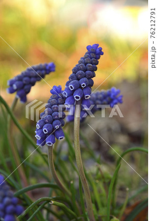 ムスカリ 76212791