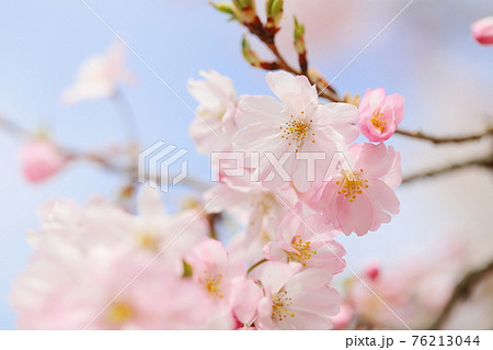 淡いピンクの思川桜 76213044