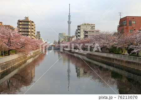 猿江橋から見たスカイツリーと桜 猿江橋から見たスカイツリーと桜 76213070