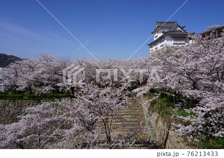 岡山県津山市にあるさくら名所100選のひとつ「鶴山公園（津山城趾）」 76213433