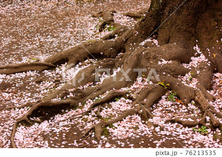 花びらで一杯になった妙正寺公園の桜の根元（1） 76213535