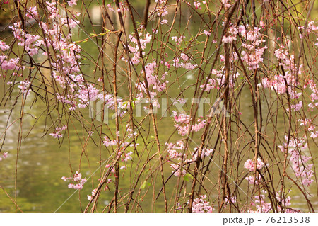 見頃を迎えた妙正寺公園の枝垂桜(3) 見頃を迎えた妙正寺公園の枝垂桜(3) 76213538