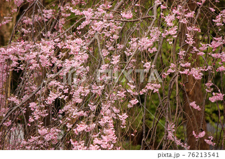 見頃を迎えた妙正寺公園の枝垂桜(6) 見頃を迎えた妙正寺公園の枝垂桜(6) 76213541