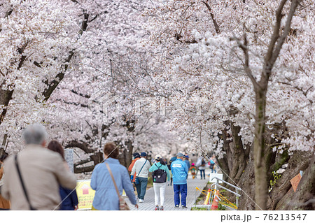 京都背割提桜 (3月　桜　満開) 76213547