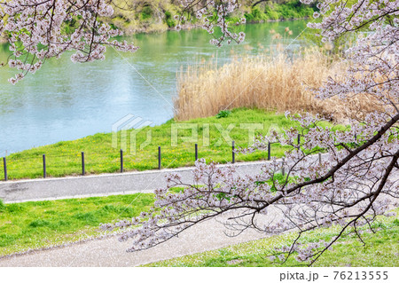京都背割提桜 (3月 桜 満開) 京都背割提桜 (3月 桜 満開) 76213555