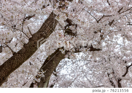 京都背割提桜 (3月 桜 満開) 京都背割提桜 (3月 桜 満開) 76213556