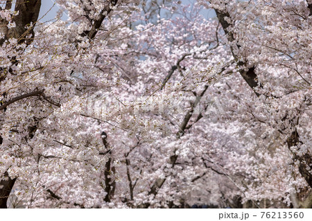 京都背割提桜 (3月　桜　満開) 76213560