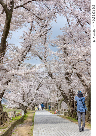 京都背割提桜 (3月　桜　満開) 76213563