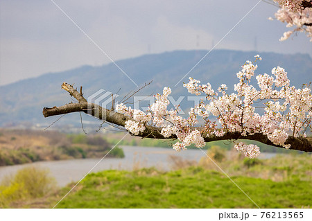 京都背割提桜 (3月　桜　満開) 76213565