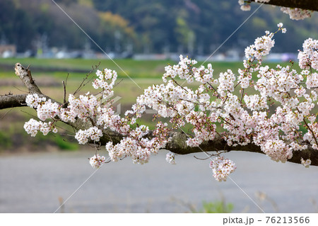 京都背割提桜 (3月　桜　満開) 76213566