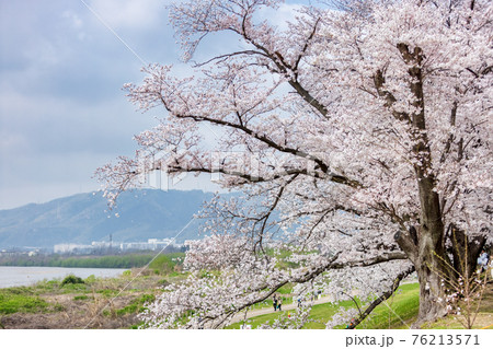 京都背割提桜 (3月　桜　満開) 76213571