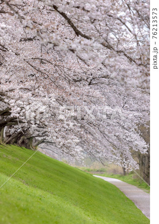京都背割提桜 (3月　桜　満開) 76213573