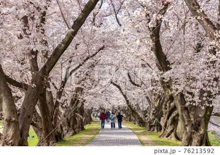 京都背割提桜 (3月 桜 満開) 京都背割提桜 (3月 桜 満開) 76213592