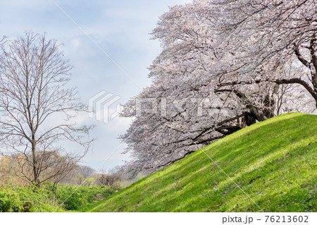 京都背割提桜 (3月　桜　満開) 76213602