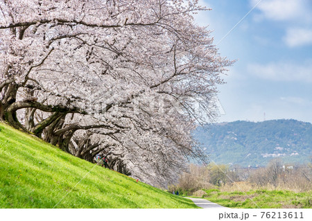京都背割提桜 (3月 桜 満開) 京都背割提桜 (3月 桜 満開) 76213611