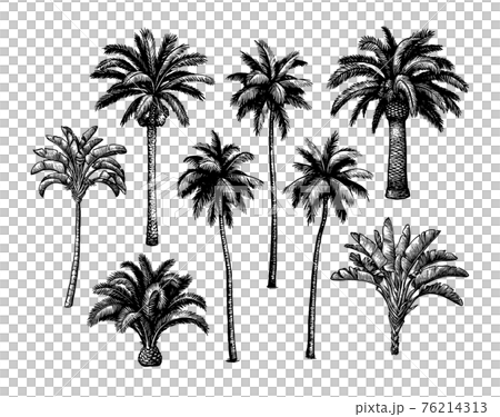 Palm tree set. 76214313