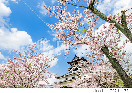国宝犬山城、満開の桜〈愛知県犬山市〉 国宝犬山城、満開の桜〈愛知県犬山市〉 76214472