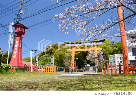 薩摩川内市・新田神社のニノ鳥居と桜 薩摩川内市・新田神社のニノ鳥居と桜 76214500