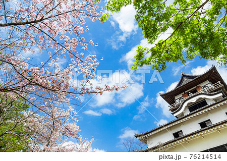 国宝犬山城、満開の桜〈愛知県犬山市〉 国宝犬山城、満開の桜〈愛知県犬山市〉 76214514
