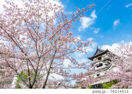 国宝犬山城、満開の桜〈愛知県犬山市〉 国宝犬山城、満開の桜〈愛知県犬山市〉 76214515