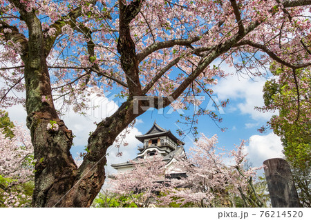 国宝犬山城、満開の桜〈愛知県犬山市〉 76214520