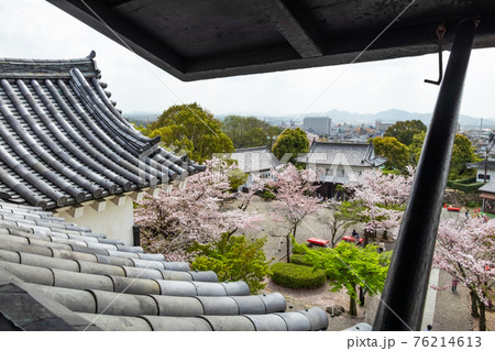 国宝犬山城、満開の桜〈愛知県犬山市〉 76214613