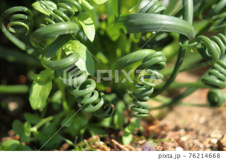 くるくると渦を巻く、アルブカ・スピラリス 76214668