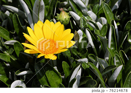 ガザニア リネアリス種 の花 グランドカバー向きの草花の写真素材