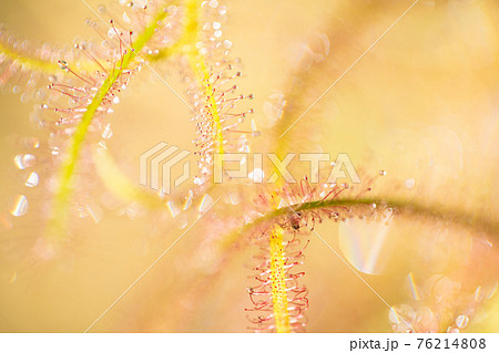 モウセンゴケのマクロ写真 76214808