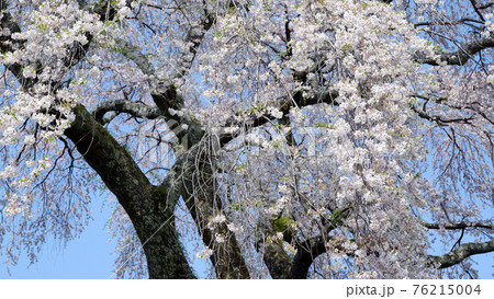 薬樹院の枝垂れ桜 76215004