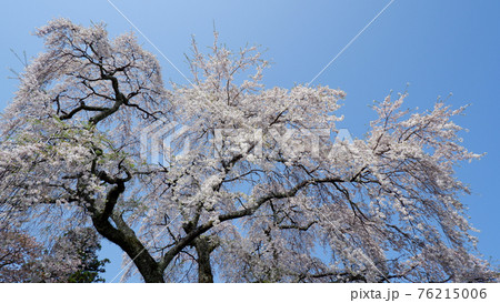 薬樹院の枝垂れ桜 76215006