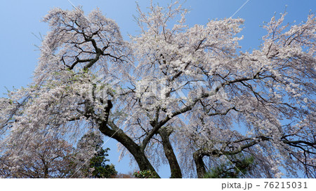 薬樹院の枝垂れ桜 薬樹院の枝垂れ桜 76215031