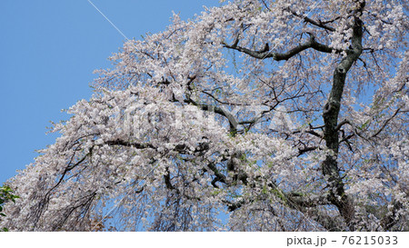 薬樹院の枝垂れ桜 76215033