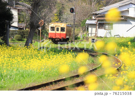 小湊鐵道「菜の花咲く線路端」S字カーブ 76215038