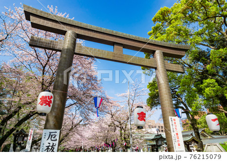 愛知縣護國神社 満開の桜 愛知県名古屋市 の写真素材