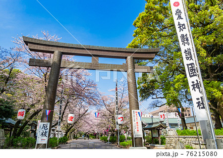愛知縣護國神社 満開の桜 愛知県名古屋市 の写真素材