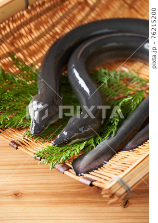ザルの上の活うなぎ 76215200