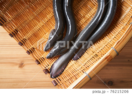 ザルの上の活うなぎ ザルの上の活うなぎ 76215206