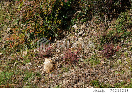 知らない人が通ればバレないように同化した野良猫の三毛猫メス 76215213