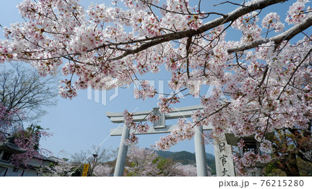 日吉大社　二ノ鳥居の桜 76215280
