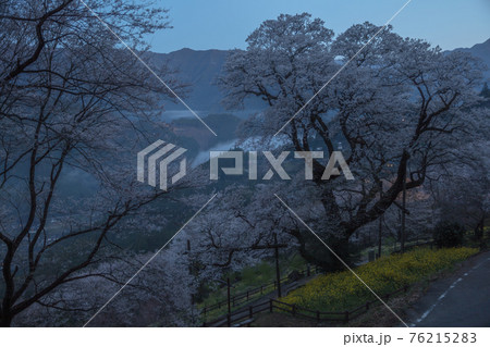 高知県 ひょうたん桜 76215283