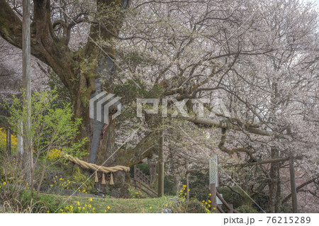 高知県 ひょうたん桜 高知県 ひょうたん桜 76215289
