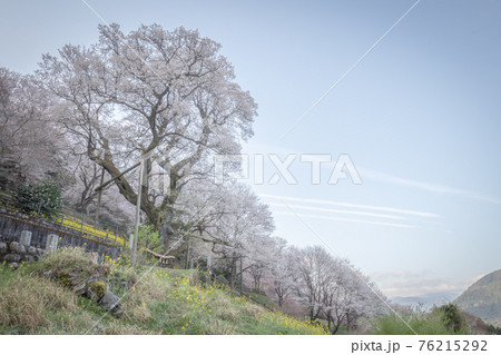 高知県 ひょうたん桜 高知県 ひょうたん桜 76215292